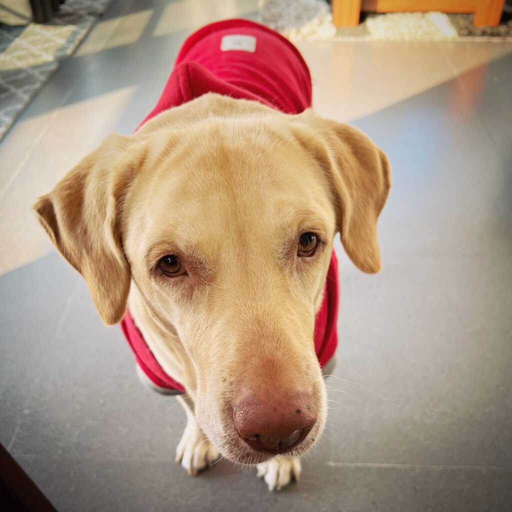 Ae406d3a 8b26 41de Ad52 E24f65e46c28 Original 1024x1024